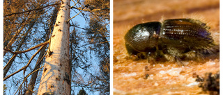 Risk för fallande träd i Vidingsjöskogen 