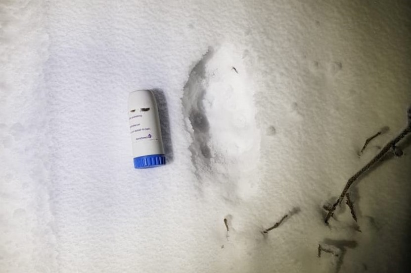Ett stort vargspår leder över familjen Holmqvists gård. 
