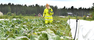 Satsar stort på grönsaker: ”Vi skördar i alla väder”