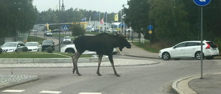 Älg på söndagspromenad tog rondellen genom Strängnäs