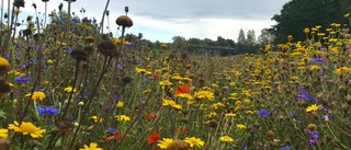 Blomsterängen tog sig – efter flera års kamp: "Har varit jättevackert"