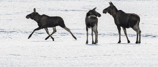 Han fick rätt till skyddsjakt på älg