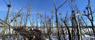 Skarvjakt kan dröja till slutet av sommaren