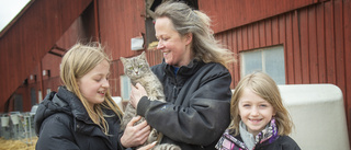 De vill få kattungar – men inga hanar hittar kärlekskranka Lovina