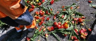 Blomvandaler förstörde plantering i Almedalen