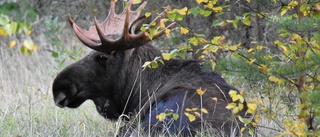 Stoppa rovjakten på älgarna i Norrbotten