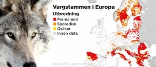 Vargen – snart mindre skyddad i EU?