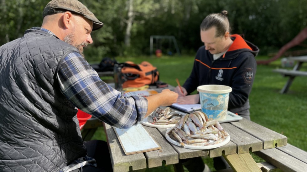 Länsstyrelsens konsulent Daniel Brelin räknar, mäter och väger fiskarna och Oscar Olseryd skriver protokoll.
