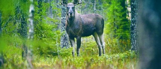 Gällivarebo dömd för jakthäleri