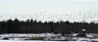 Farlig flygning över fåglar