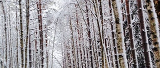 Snön stoppar skidtävling