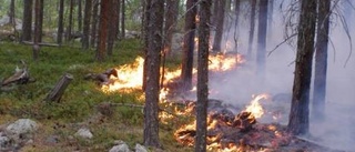 Sällsynta arter i brändernas spår