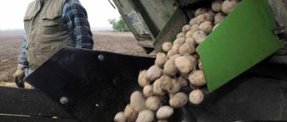 Förbud mot GMO-potatis upphävs