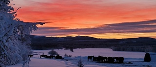 Dagens läsarbild: Vacker eftermiddagshimmel