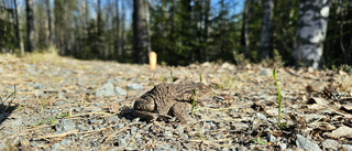 Läsarbild: Små paddorna är lustiga att se