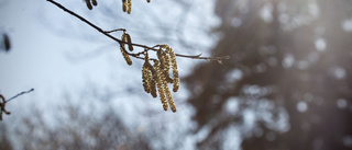 Den blomstertid nu kommer – och pollen 