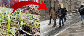 Bakslaget: Nu kommer snön (!) tillbaka