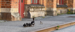 Sötchocken: Andfamiljens kärleksfulla återförening