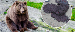 Därför är det viktigt att samla in björnbajset