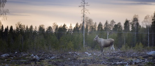 Västerbotten kan bli förebild för hållbart skogsbruk