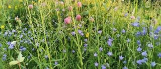 Läsarbilden: Vilken blomsterprakt!