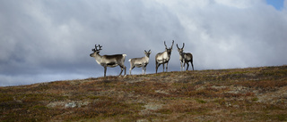  Ett dråpslag för naturen och klimatet