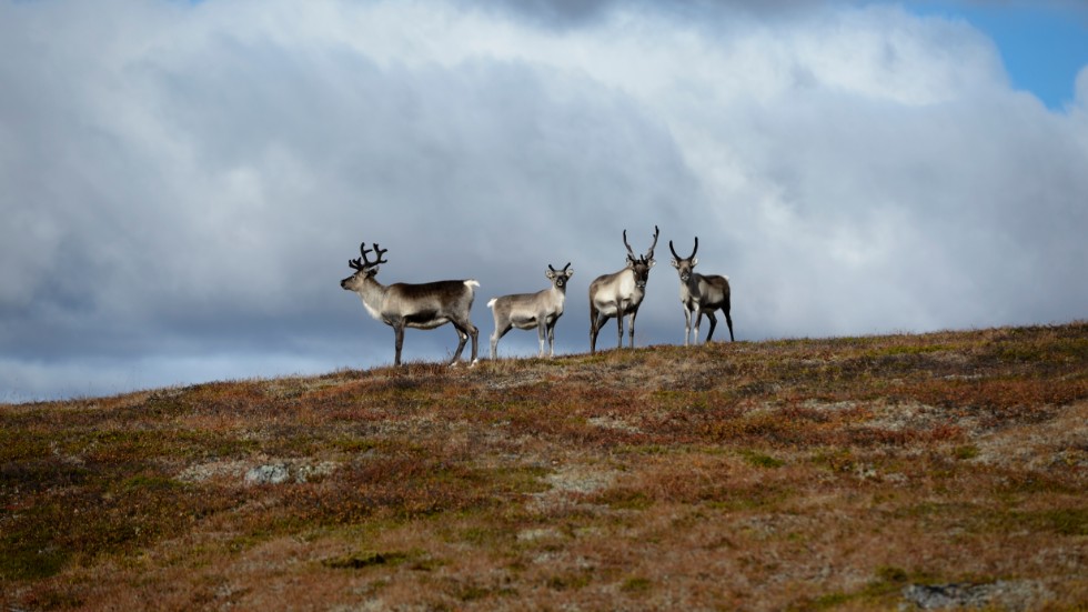 Rennäringen är redan hotad i vårt land, och med den nya lagen kommer den att vara hotad mer än någonsin, skriver insändarskribenten.
