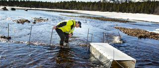 Här kartläggs harrens lekvandring från magasinet