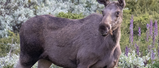 Tänk om alla älgar drar till Sarek