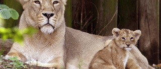 Covidsjuka lejon återhämtar sig på zoo