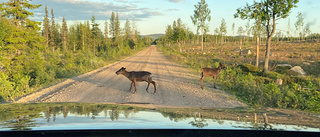 Renkalvar på Lannavaaravägen  