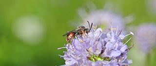 Satsningen: 400 000 kronor till pollinatörer i länet