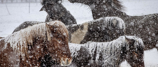 Väder: Ymnigt snöfall och friska vindar – men det är i alla fall fredag