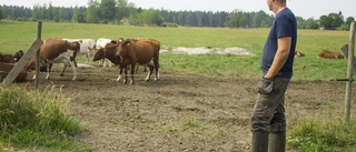 Regnet har gett bönderna nytt hopp