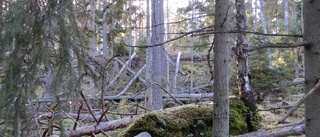 Granbarkborren är skogens pandemi med dödlig utgång