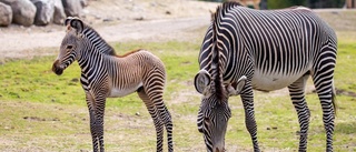 Familjelycka på Kolmården – Lesotho viktig för hotad art