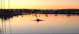 Delfinen har nu setts i Lindö småbåtshamn