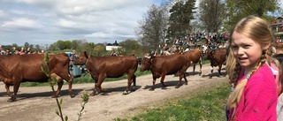 Kosläpp lockade 3 000 åskådare