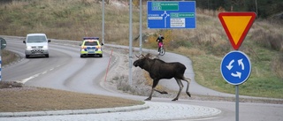 Älgar på löptur i rondellen