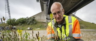 Sällsynt art tog tåget till konstgjorda ön