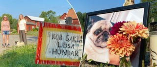 Hund påkörd vid kennel – Happy avlivades efter olyckan: "Folk måste sluta köra så jävla fort"