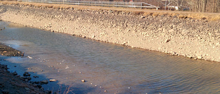 Hundratals döda fiskar i Göta kanal