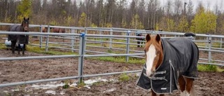 Älgar skrämmer slag på ryttare på ridklubben i Gällivare