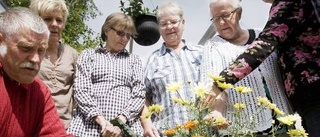 Här blomstrar grannsämjan