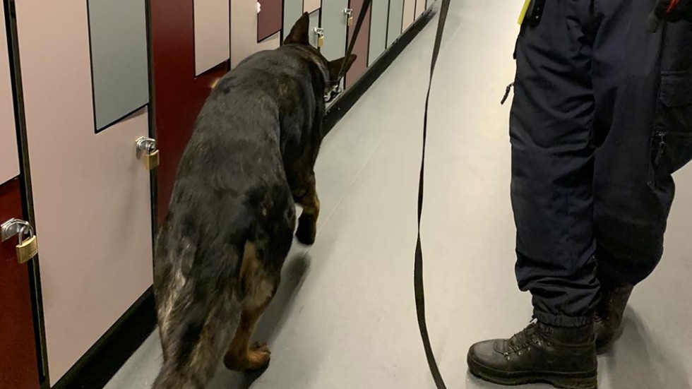En av polisens hundar söker efter narkotika i skåpen på Gripenskolan.