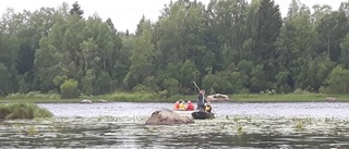 Äntligen – nu är kräftfisket igång