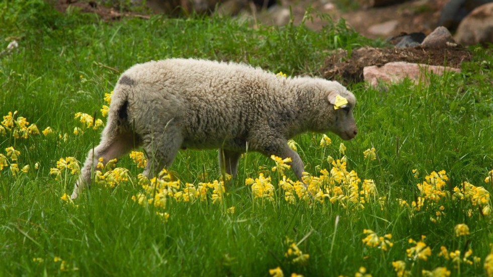 Betesmarker och slåtterängar är viktiga för den biologiska mångfalden. Arkivbild.