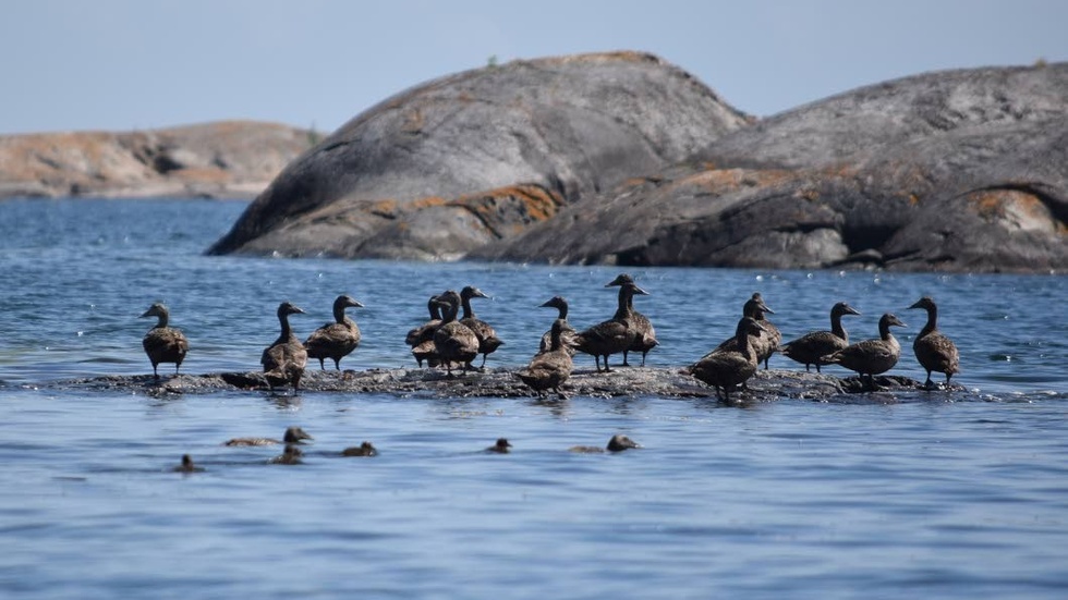 Årets sommar har varit den bästa på flera år för ejdrarna i Kalmar län. På bilden ses ett gäng ejderhonor med några ungar.