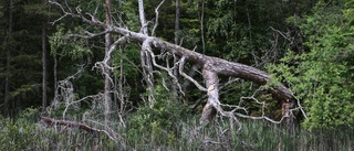 Skogen het för köpare