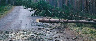 Träden ligger som "plockepinn" i skogen